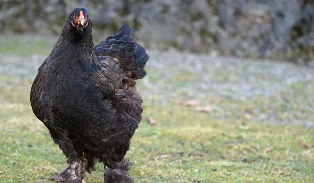 Portrait of a Black Cochin chicken