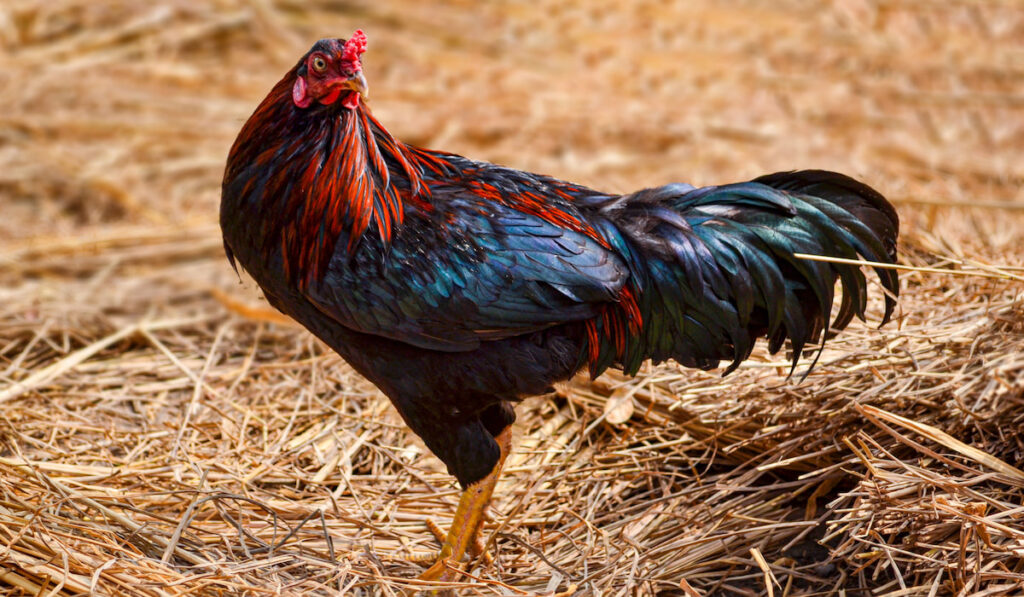 Portrait of a black copper maran chicken