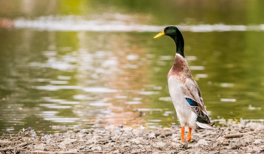 Portrait of an Indian Runner Duck on lake shore