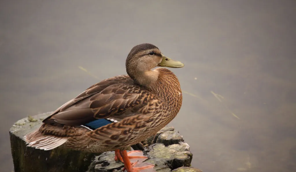 Rouen duck resting in an inlet
