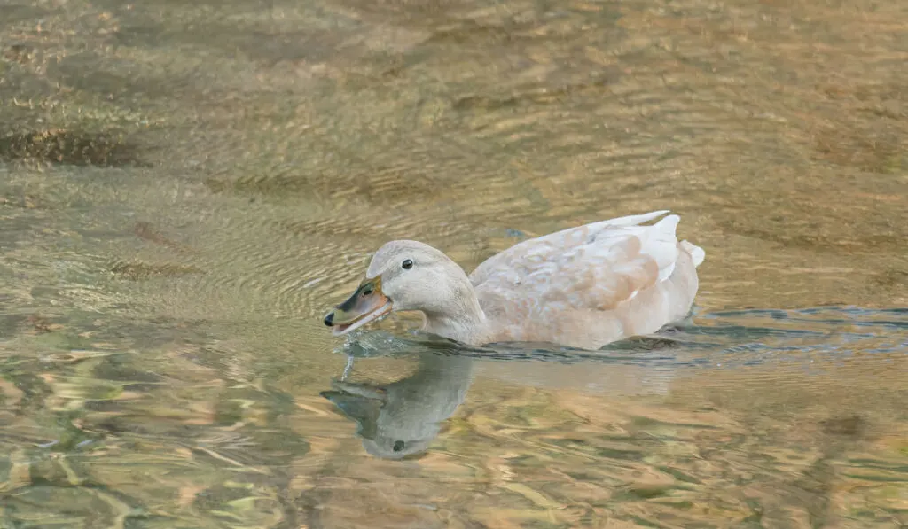 Saxony duck drinks water and swims on the river