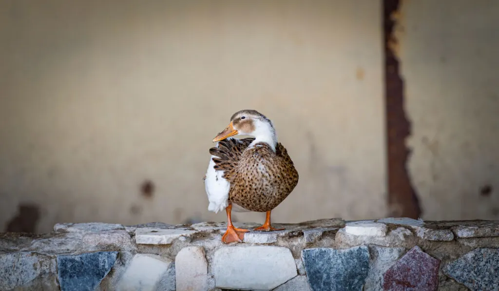 Silver Appleyard duck standing on a wall