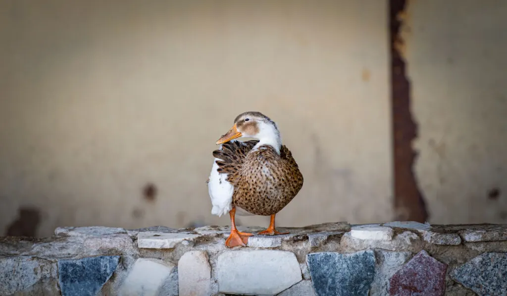 Miniature Silver Appleyard Duck standing on a wall