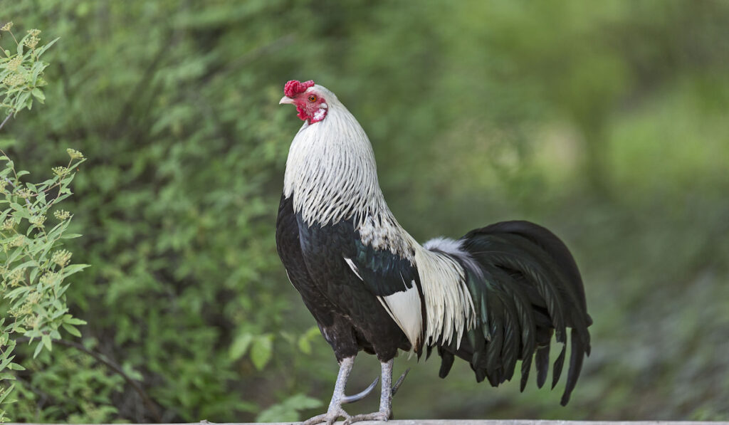 Silver old English  bantam, Dutch bantam on a wooden fence