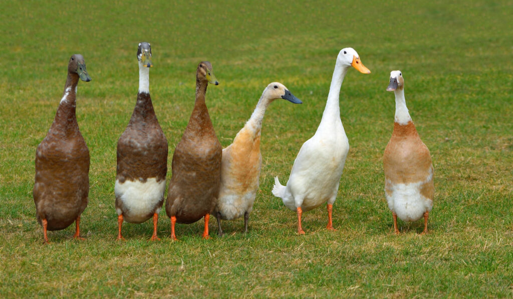 Six indian runner ducks standing in a row on grass