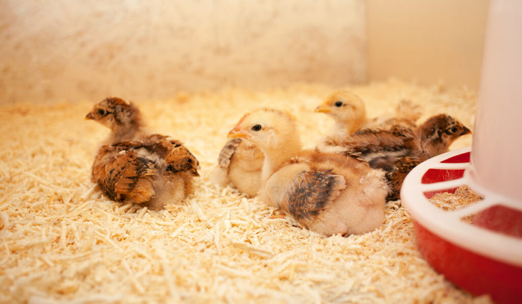 Small chicks in wooden chicken coop 