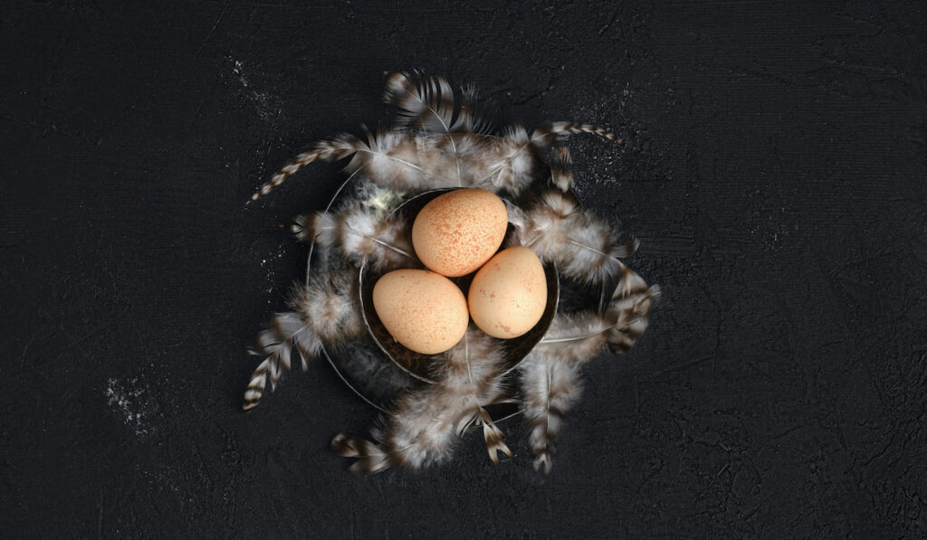 Three guinea fowl eggs in metal bowl on black background