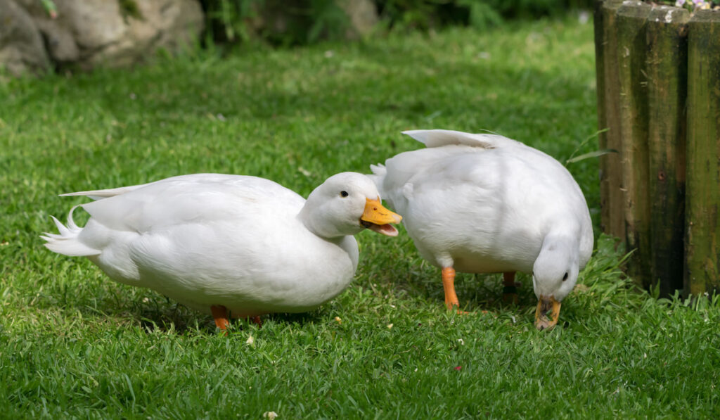 Two Female White Call Ducks