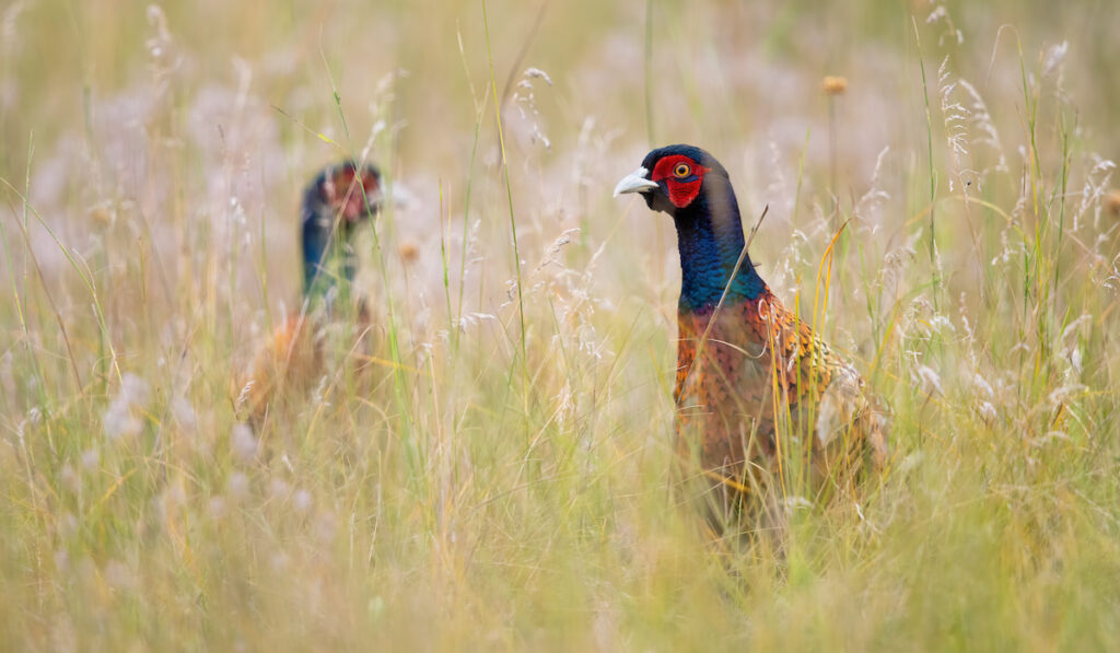 Two common pheasant looking on meadow in summer nature