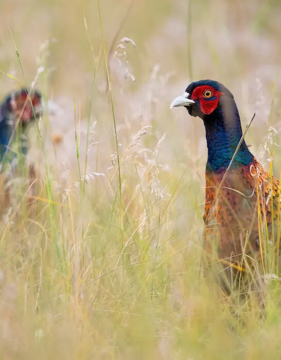 two common pheasant looking on meadow in summer nature