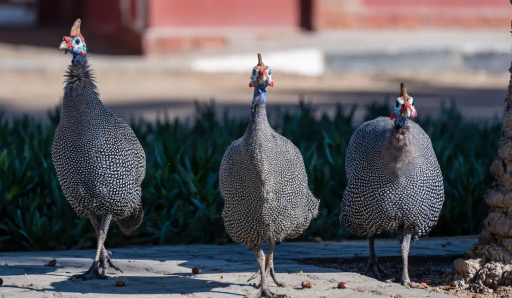 Walking Three guinea fowls