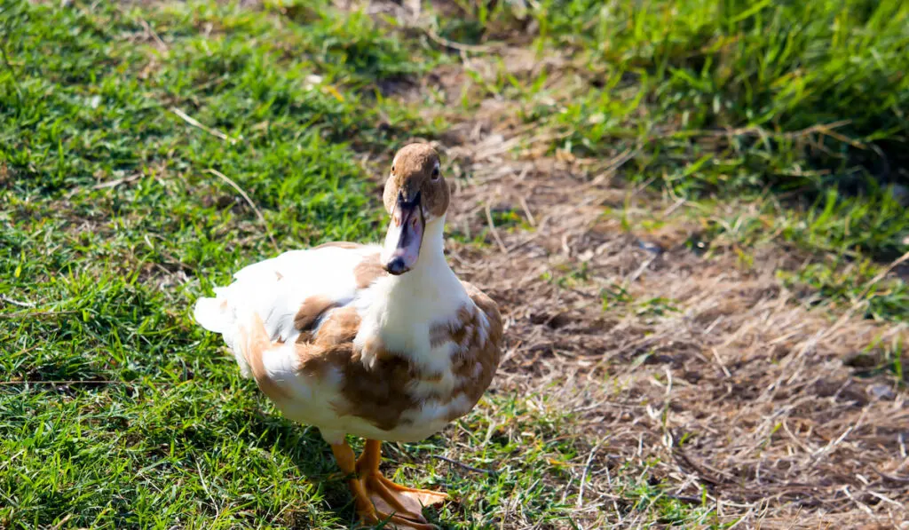 White and brown Saxony duck