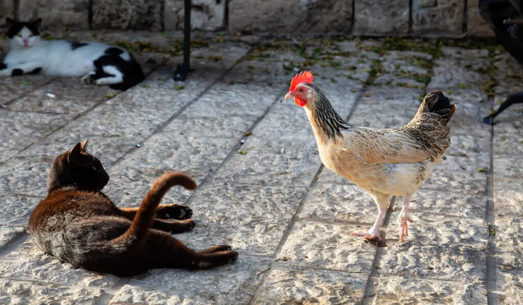 Wild street cat and a Chicken outdoors