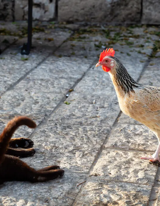 wild street cat and a chicken outdoors