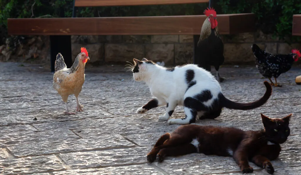 Wild street cats and chicken outdoors
