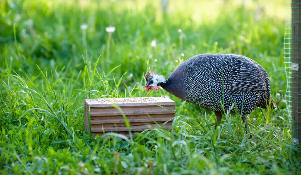 young guinea fowl pecks wheat grains from hemp near the coop