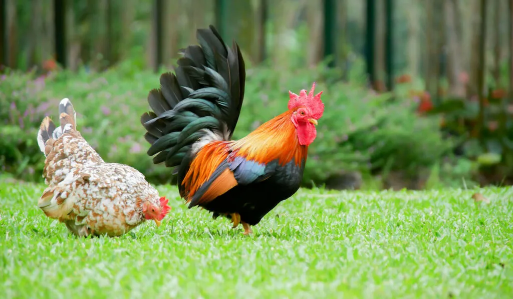 bantam chickens pecking on green grass