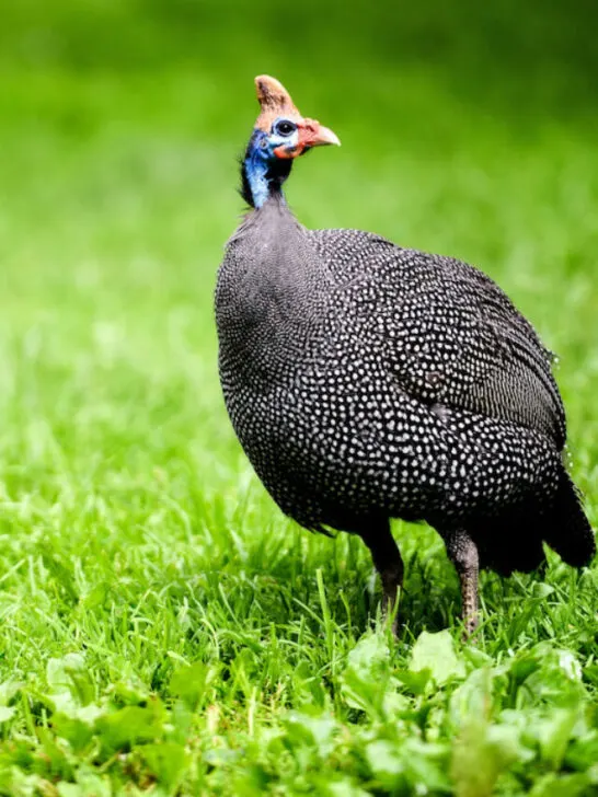 helmeted guinea fowl walking on a green meadow