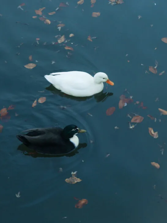 a black and white duck swimming on the lake