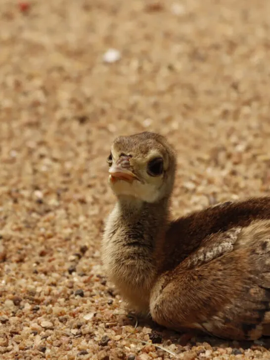 baby peacock sitting