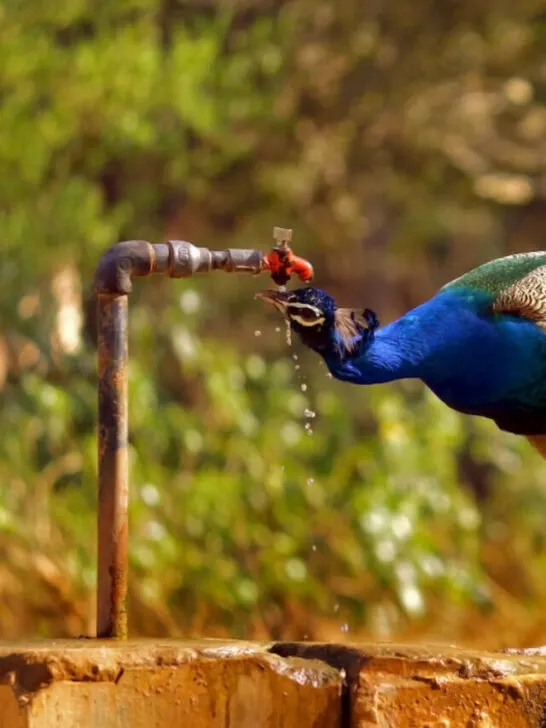 peacock drinking water from a faucet