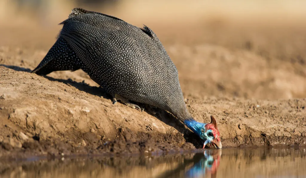 helmeted guinea fowl standing on dry mud and leaning down to drink at a waterhole