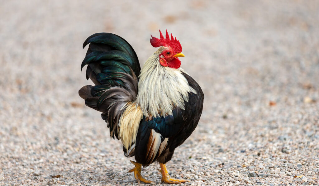 small domestic Old English Game bantam on the farm