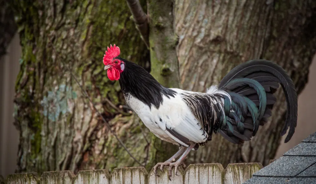 A Lakenvelder rooster perched on a fence 