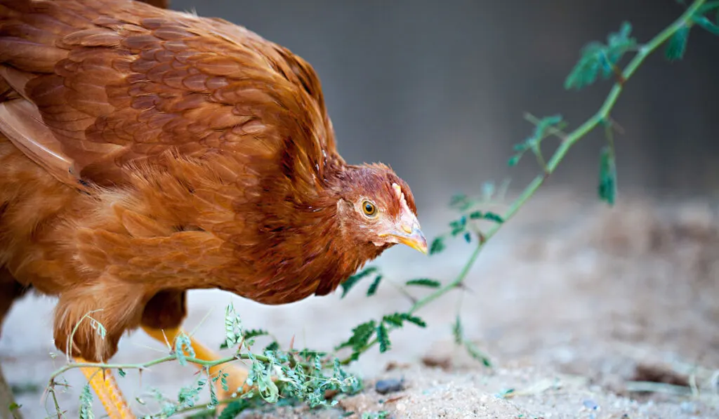 A Young New Hampshire Red hen nibbling on a Pal Brea Tree