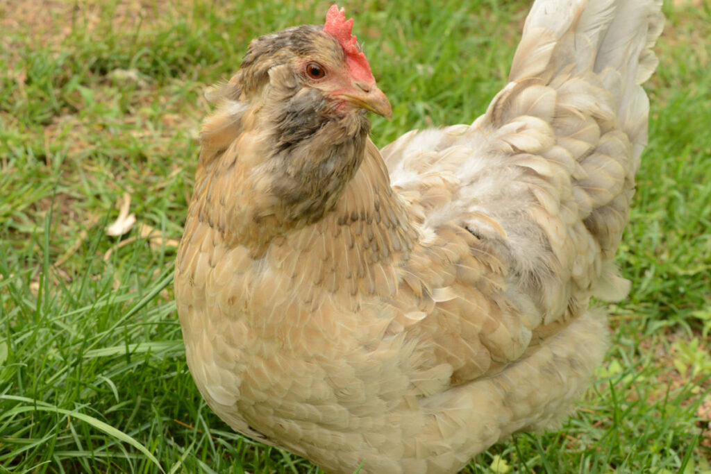A closeup of an Easter Egger Chicken walking on the grass lawn.