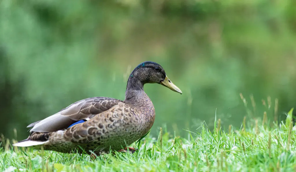 A closeup of the American black duck on the grass