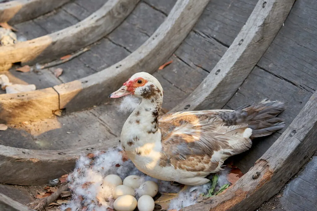 A mother duck guarding her eggs in the nest 