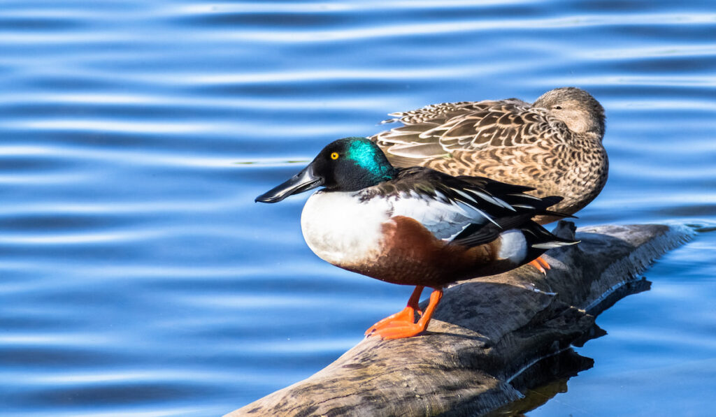 A pair of Northern Shovelers ducks resting on a log in a middle of a pond