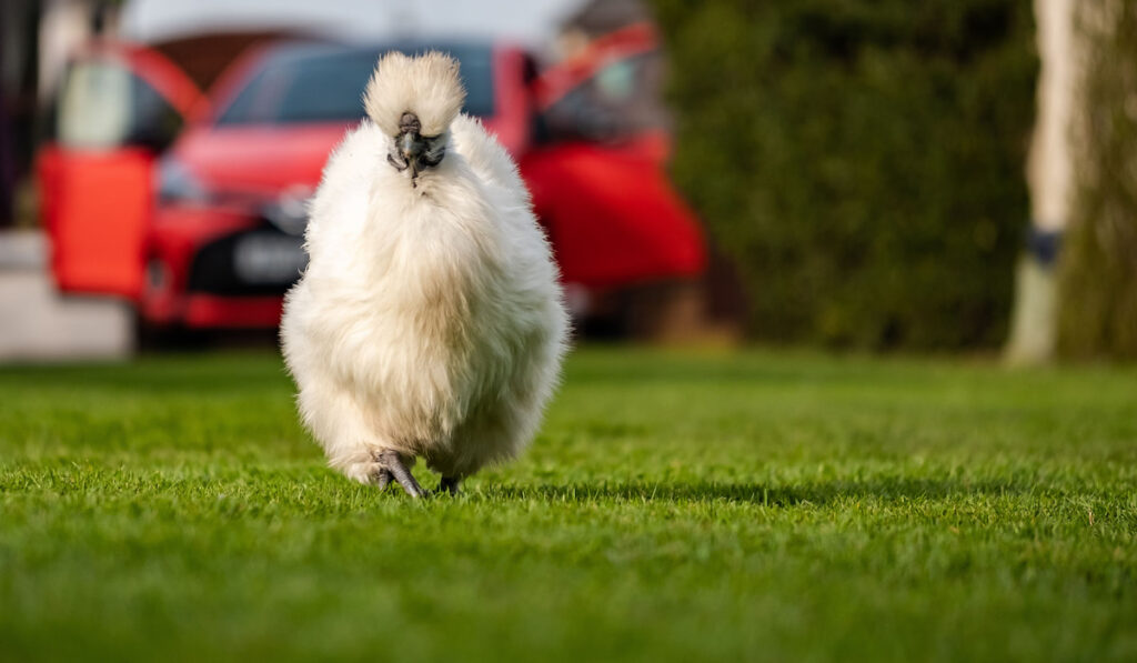 Adult Silkie chicken seen running towards the camera