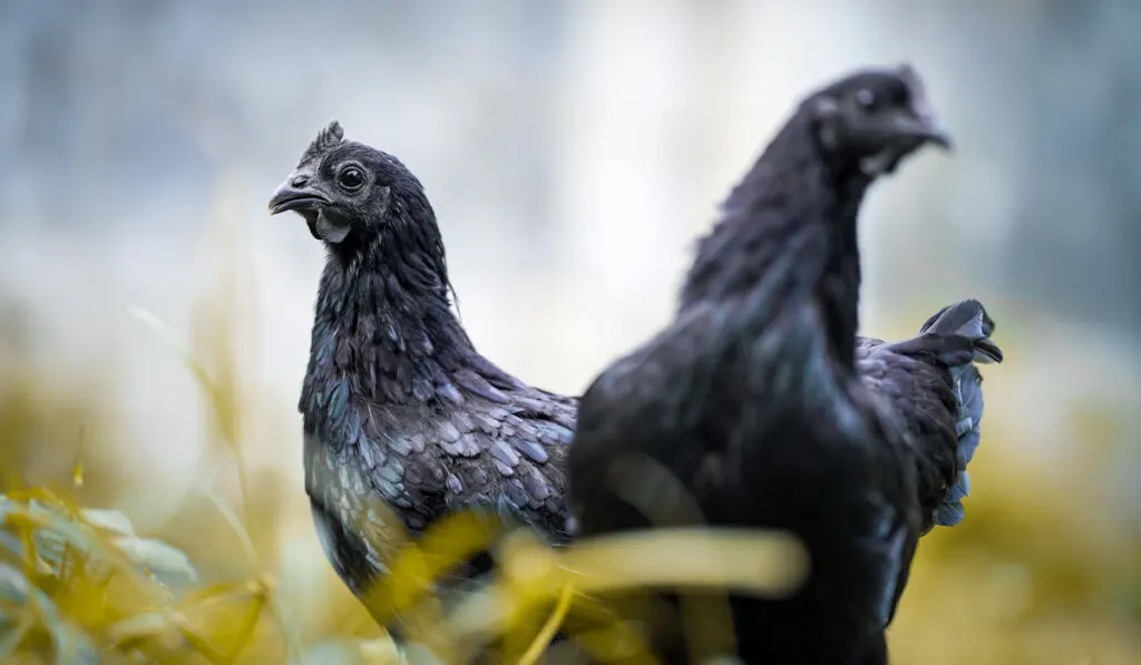 ayam cemani black chicken in farm