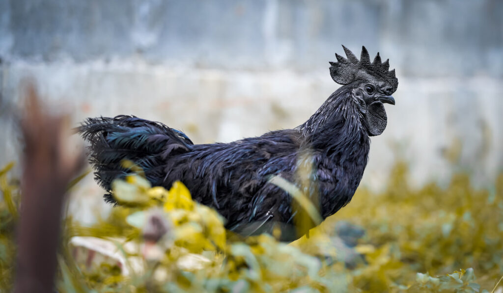 ayam cemani black chicken in farm