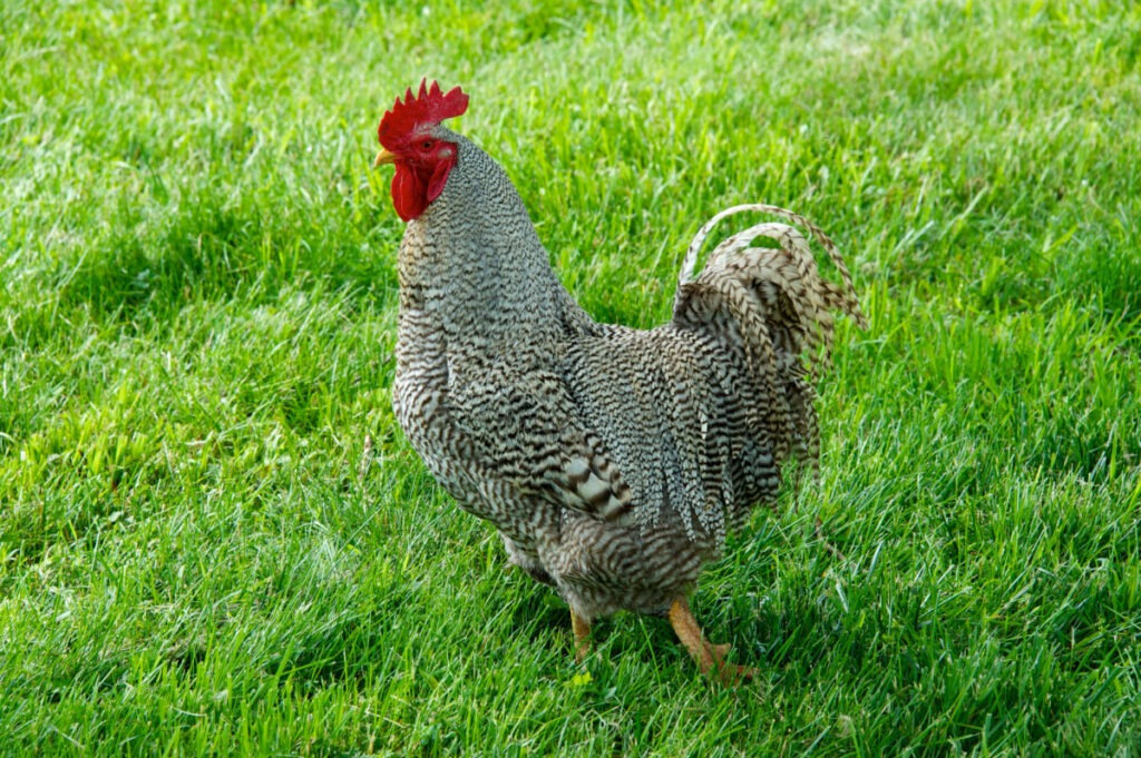 Barred Plymouth Rock chicken on a greenfield
