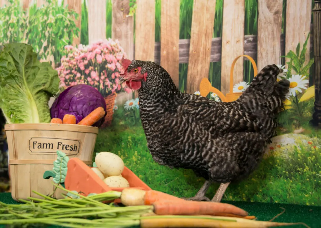Barred Plymouth rock chicken near fresh vegetables 
