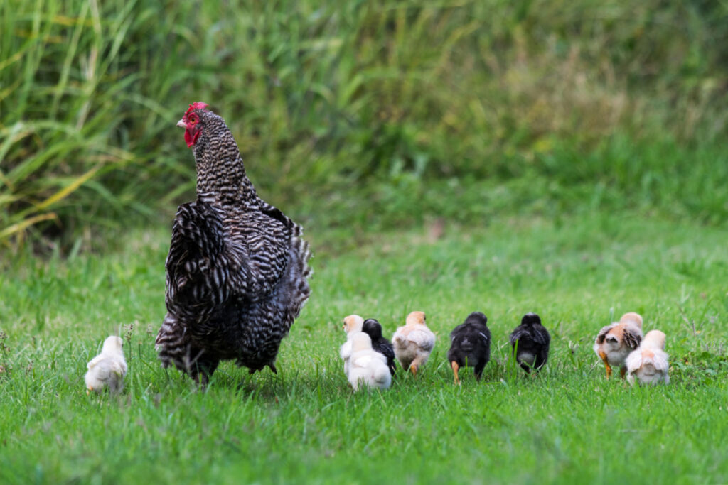 a chicken with chicks standing in a green pasture