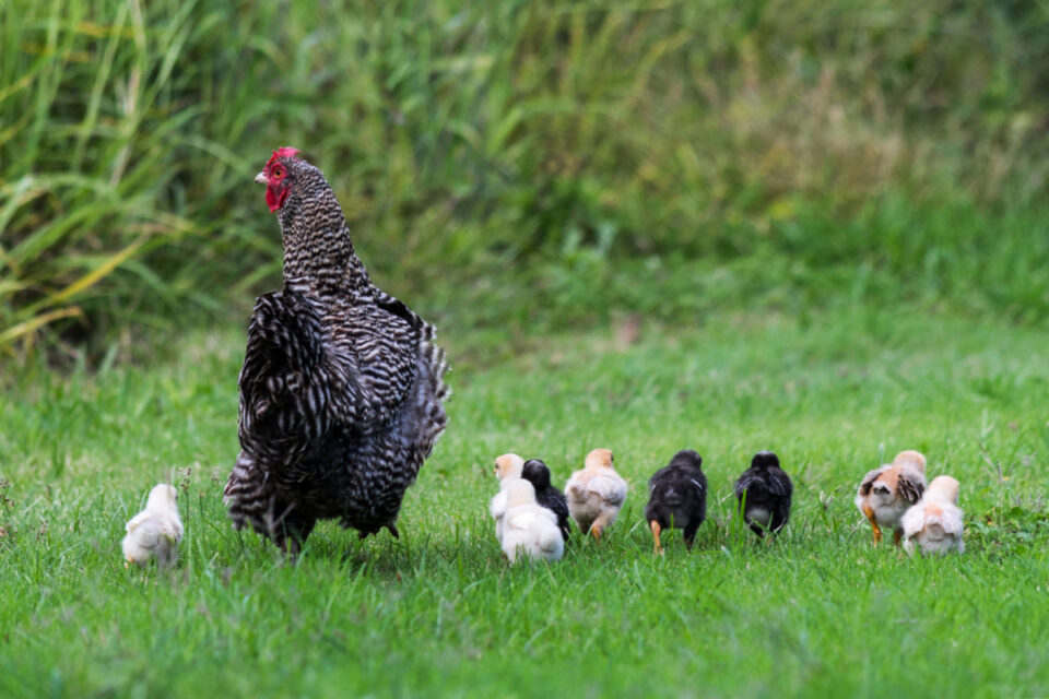 6 Best Egg Laying Chickens for Utah The Hip Chick