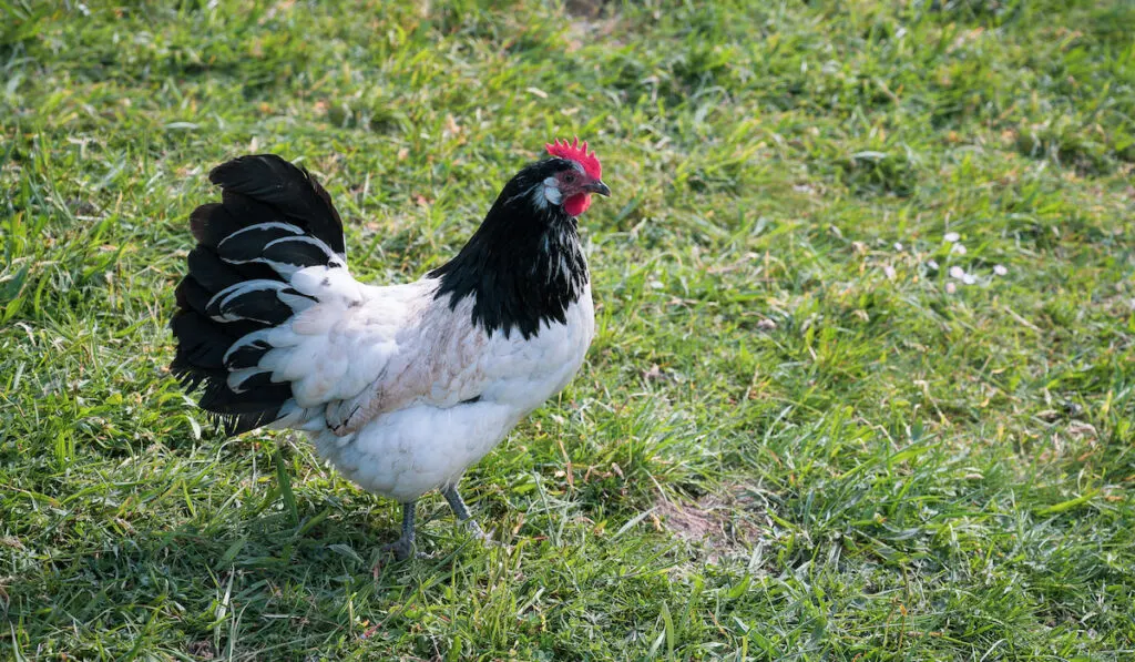 Beautiful lakenvelder chicken walking on the grass