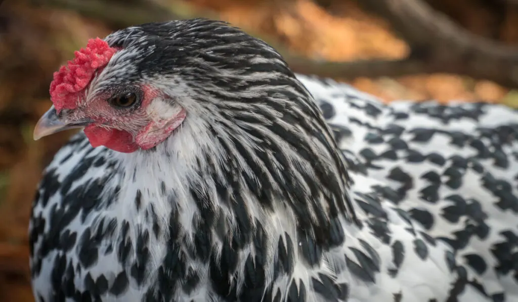 close up of black and white hamburg chicken 