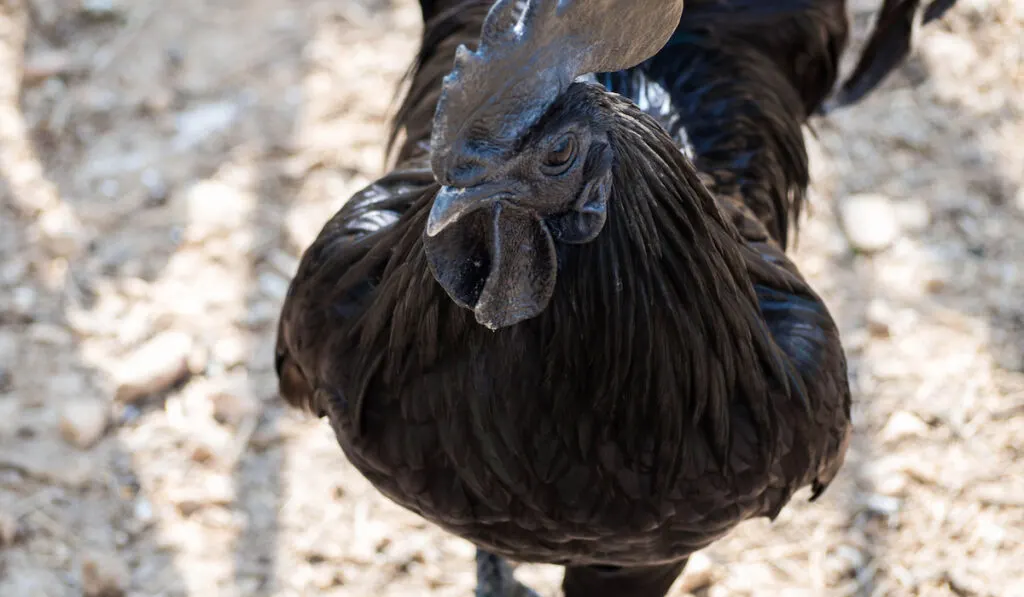 shot of a ayam cemani chicken