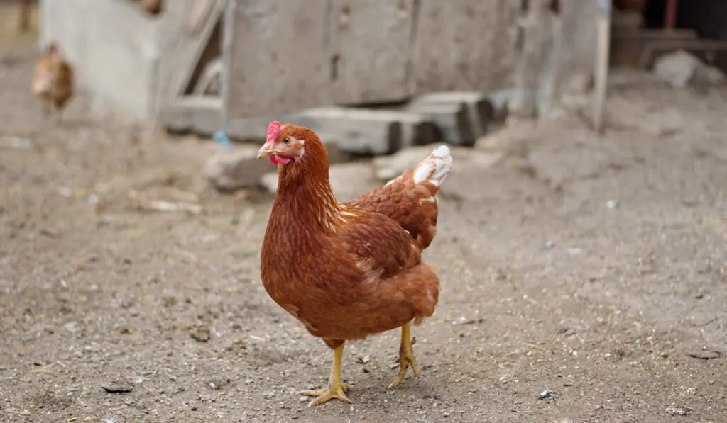 Closeup of chickens on the rural farm