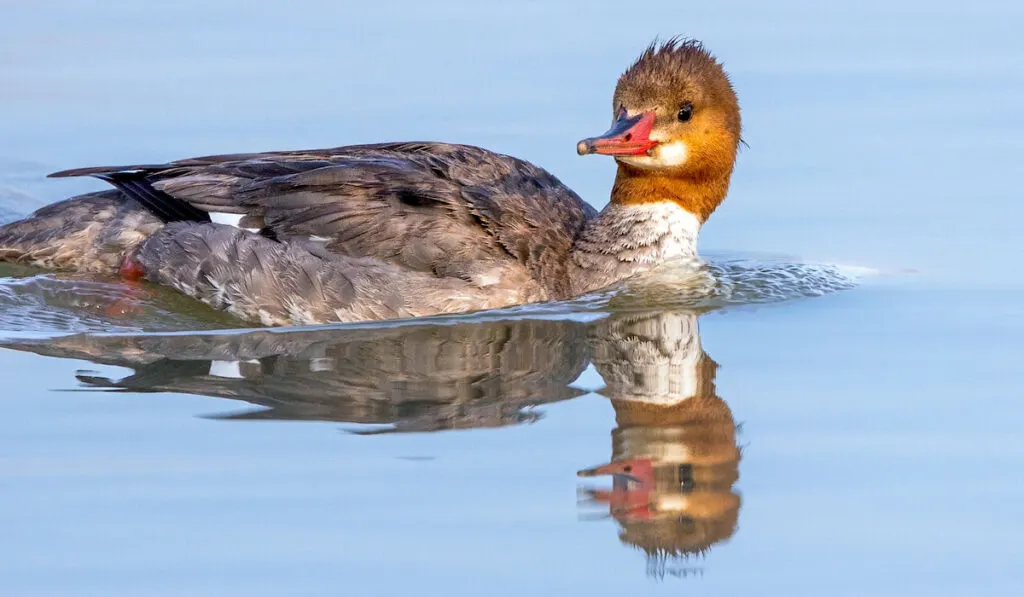 Closeup shot of a common merganser swimming on calm water