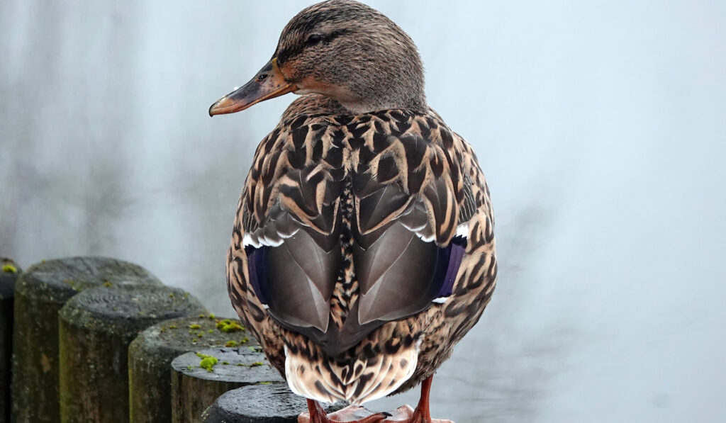Closeup shot of a mallard duck on a fence