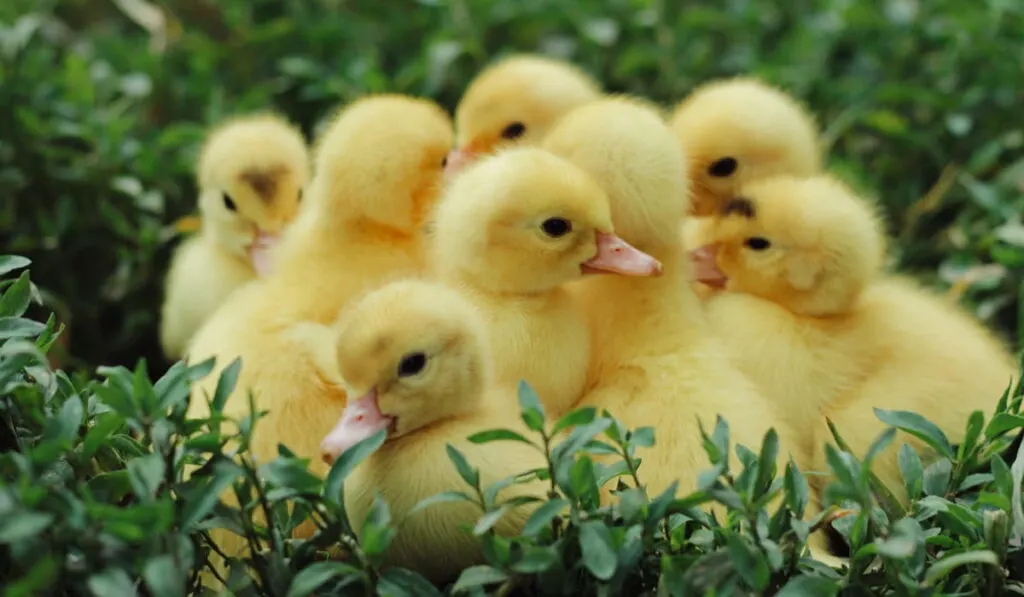 Cute ducklings 