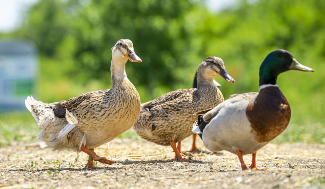 Can Ducks Eat Tomatoes? The Hip Chick