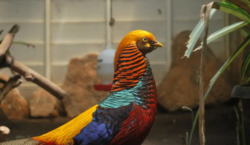 Dark Throated Golden Pheasant