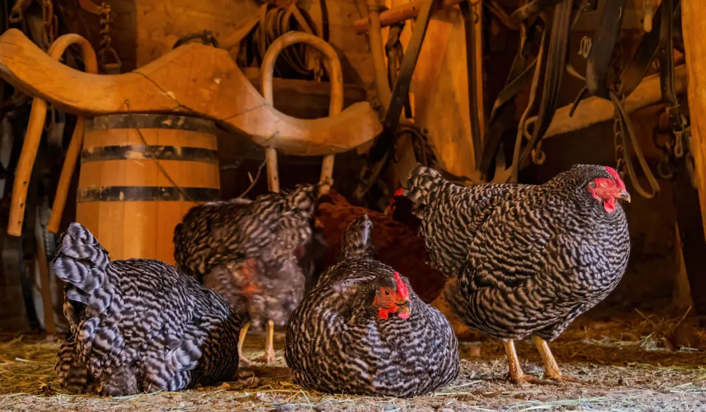 Dominique chickens resting inside the barn